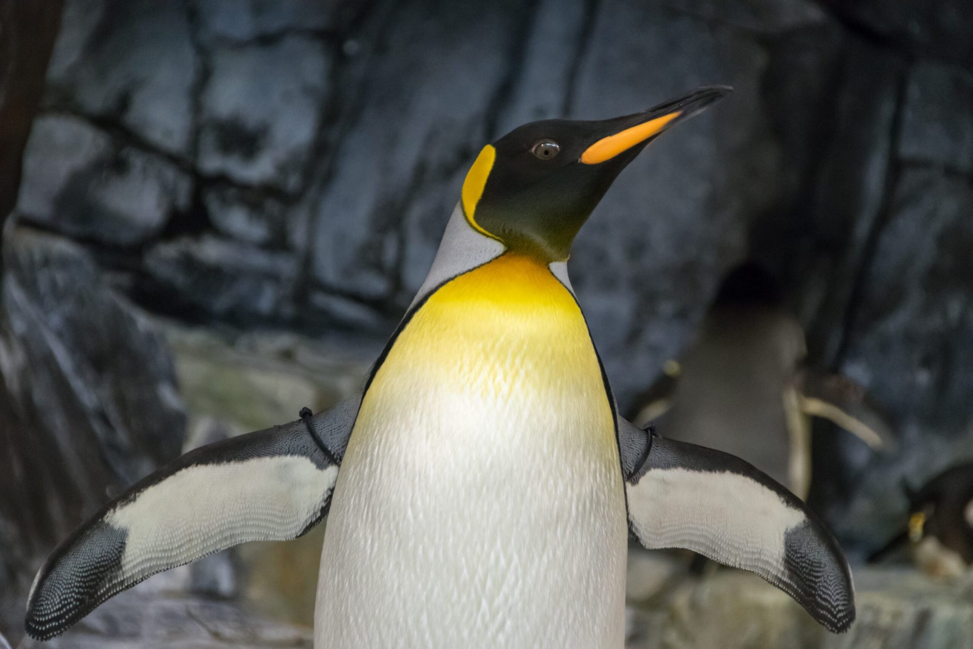 Dzień Wiedzy o Pingwinach