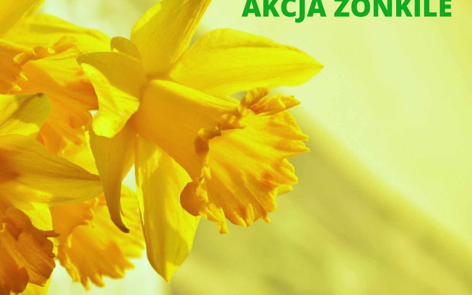 Akcja Żonkile
